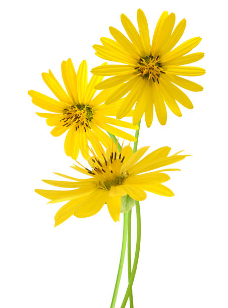 istock yellow flower chrysanthemum daisy 1487317590