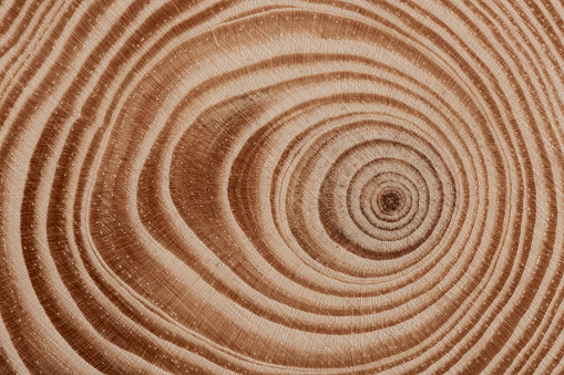 High resolution photograph of White Poplar tree trunk rustic cross section detail.