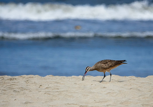 Curlew feeding on a sandy beach with waves behind.