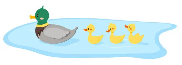 Vector illustration of Duck bird with duckling swim in water isolated on white background.