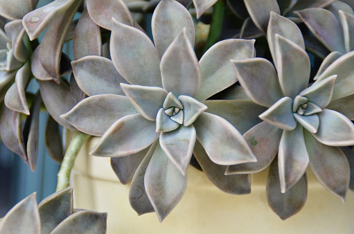 The beautiful foliage of the succulent Graptopetalum paraguayense in the vase