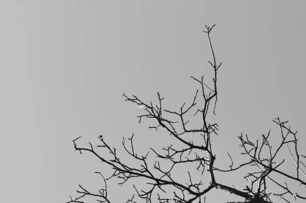 Black and white photograph of tree branches against a dramatic sky