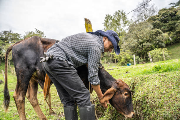 istock Mature farmer feeding the cows in the farm 1487320085