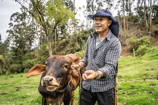 Mature farmer with cattle on farm pasture
