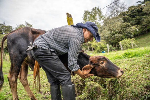 istock Mature farmer feeding the cows in the farm 1487320115