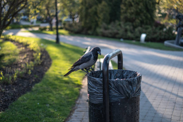istock Smart Crow's Open-Air Restaurant is a Garbage Can 1487321270