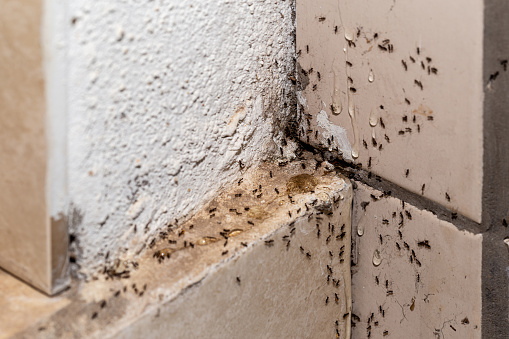 ant infestation, hole and crack in the wall with insects, need for detection, domestic problems