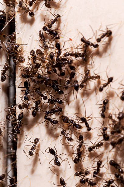istock ant infestation, hole and crack in the wall with insects, need for detection, domestic problems 1487322469