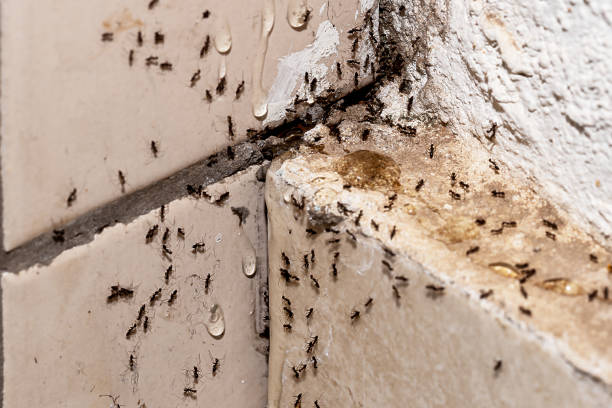 istock ant infestation, hole and crack in the wall with insects, need for detection, domestic problems 1487322470