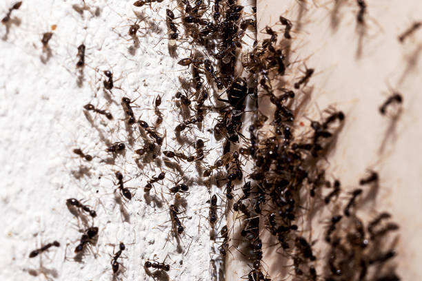 istock ant infestation, hole and crack in the wall with insects, need for detection, domestic problems 1487322471