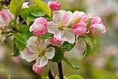 istock Apple blossoms 1487322651