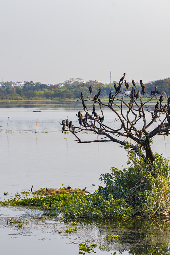 Indian black cormorants sitting on tree branches near a lake. Cormorants and shags are aquatic birds which are fish eaters. They dive beneath the water to catch prey.