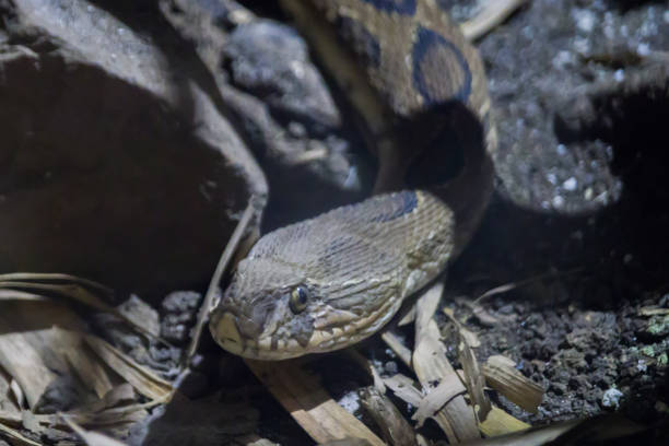 la serpiente víbora de russell levanta la cabeza para moverse o cazar presas. es una víbora de pozo que se encuentra comúnmente en la india llamada localmente como chandrabora. - russells viper fotografías e imágenes de stock