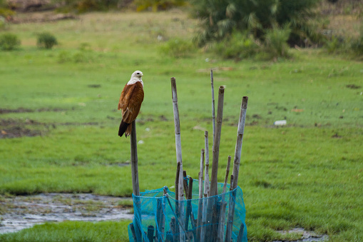 Brahminy kite or red backed sea eagle sitting on a tree branch stalking prey during Twilight hours. These medium size raptor birds mostly feed on fish.