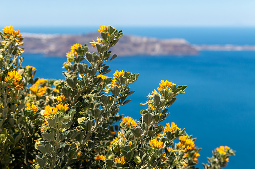 Yellow wildflowers grow along caldera coast