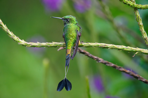 a Hummingbird rests on a branch near Cosanga, Ecuador