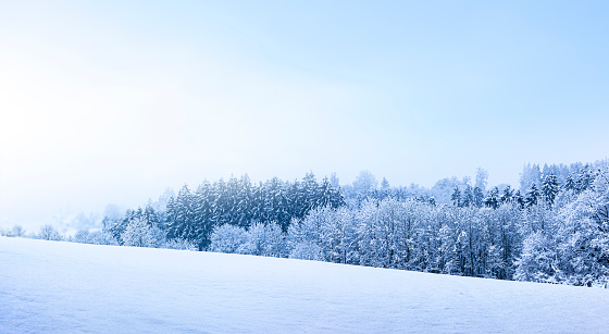 Snowy winter landscape with snow covered fir trees in sunlight and blue sky