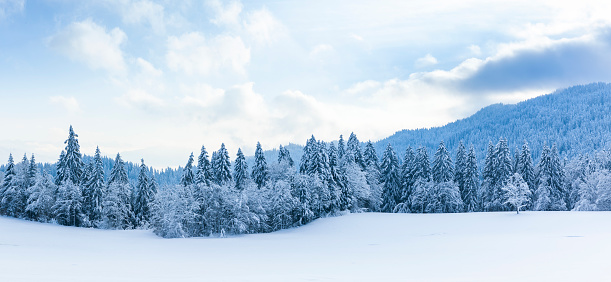 Snowy winter landscape with snow covered fir trees in sunlight and blue sky