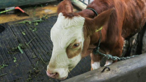 istock A brown cow eating grass on a farm. 1487325416