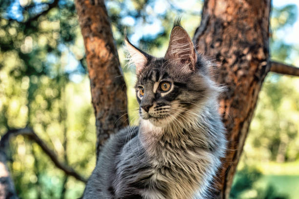 istock A very bright blue Maine Coon cat. 1487325460