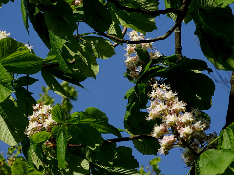 This photo was shoot in early May, 2023 on a public park of Dusseldorf, Germany and depicts a close-up of an Horse-chestnuts tree, with it´s unique flowers and leaves.