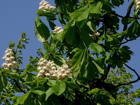 Liriodendron Tulipifera is a Deciduous Tree Native to North America