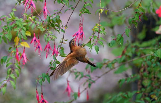 a Hummingbird feeds near Papallacta, Ecuador