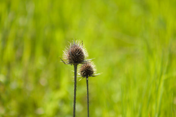 istock Close-up of brown wild teasel seeds with green blurred background 1487326049