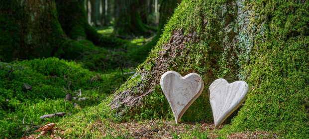Funeral wooden Heart near a fir spruce tree. Natural burial grave in the forest woods. Wood heart on grass or moss. Tree burial, forest cemetery