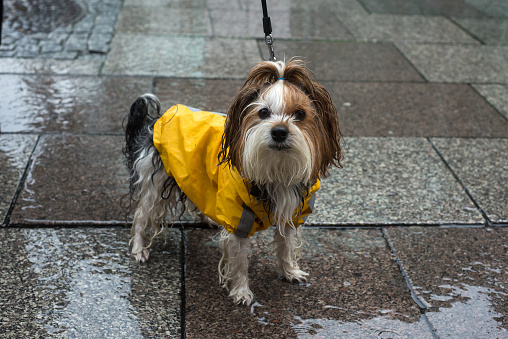 Portrait of little dog wearing a yellow rain coat standing in the street