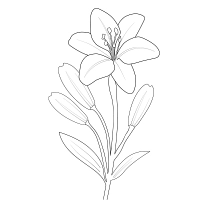 lily floewr botanical lllustration, lily flower clipart images for coloring pages. hand drawing lily, lily flower drawings.,