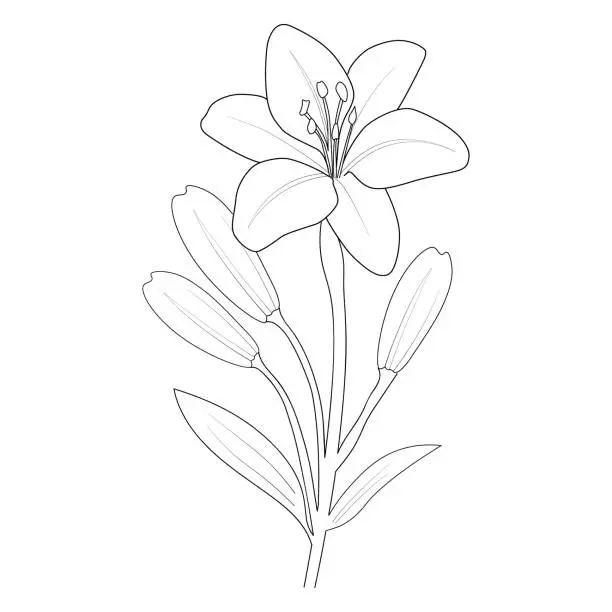 Vector illustration of lily floewr botanical lllustration, lily flower clipart images for coloring pages. hand drawing lily, lily flower drawings.,