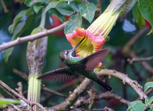 a Hummingbird hovers while feeding near Papallacta