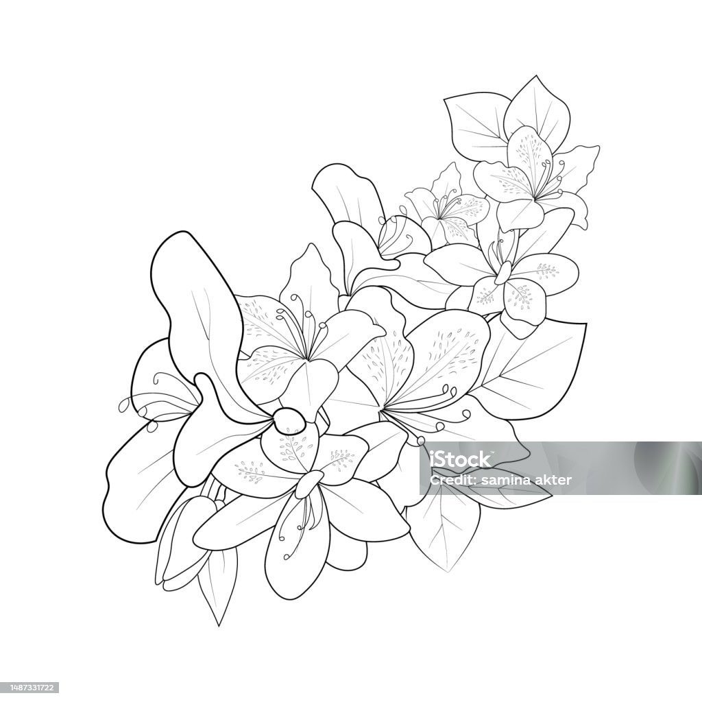 Azalea Flower Drawing Azalea Bush Drawing Azalea Flower Outline