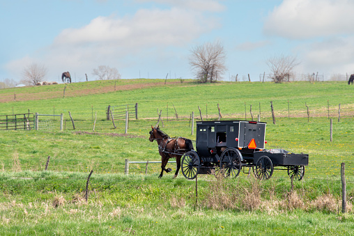 Draft horses resting by their trailer.