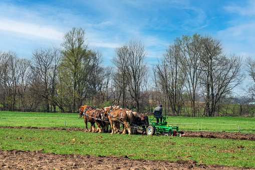 An Amish farmer and his team of work horses plow a farm field in early spring.