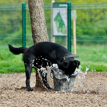 Curious black Labrador retriever dog furiously quenching his thirst with a bucket filled with water on a hot day in a dog park on the Lacroix Laval estate in the Lyon region.
