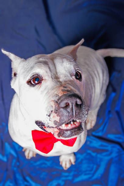 istock Studio photography of purebreaded Pitbull dog 1487334747