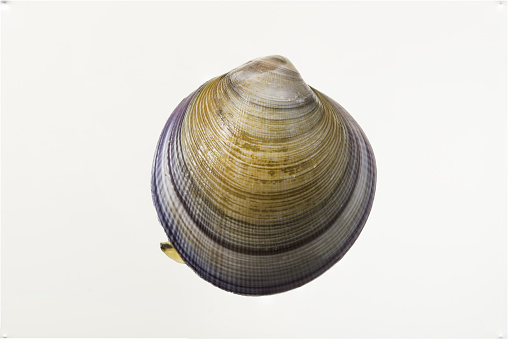 Fresh raw clams on white background studio shot.