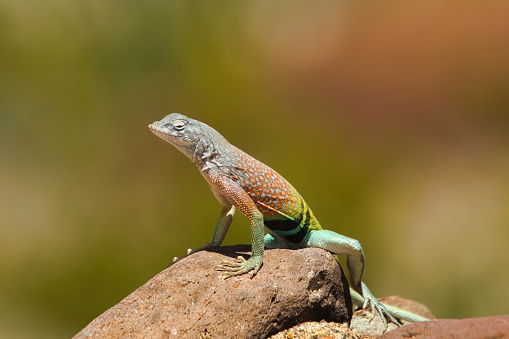 On a warm day in late April, a colorful lizard soaks up the sunshine while perches on a rock at Big Bend National Park in Brewster County, TX.