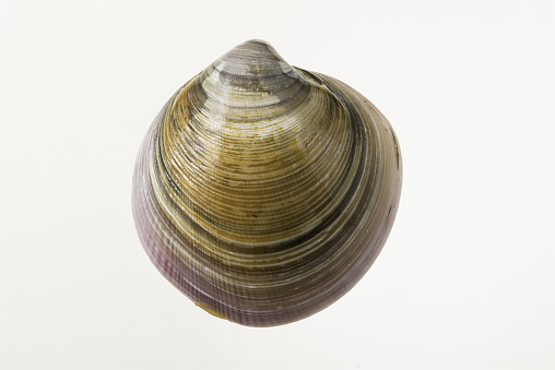 Hard fresh clam on white background - stock photo.