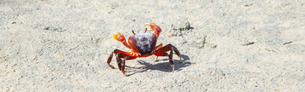 istock Seychelles land crab on the beach. 1487335557
