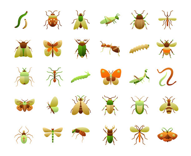 ilustrações, clipart, desenhos animados e ícones de conjunto de ícones de gradiente plano de insetos - cricket locust grasshopper insect