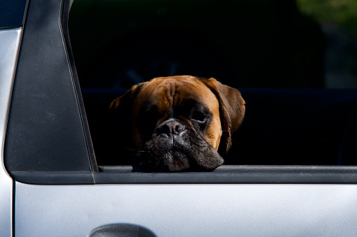 Cute dog’s head boxer at the window of an automobile in the morning sun looking at camera.