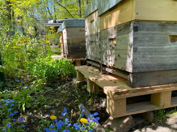 istock Active bees on a wooden beehive in the garden 1487337812