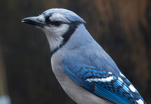 A Bluejay finds a stash of peanuts