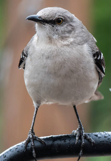 istock A Northern Mockingbird on the backyard deck 1487338848