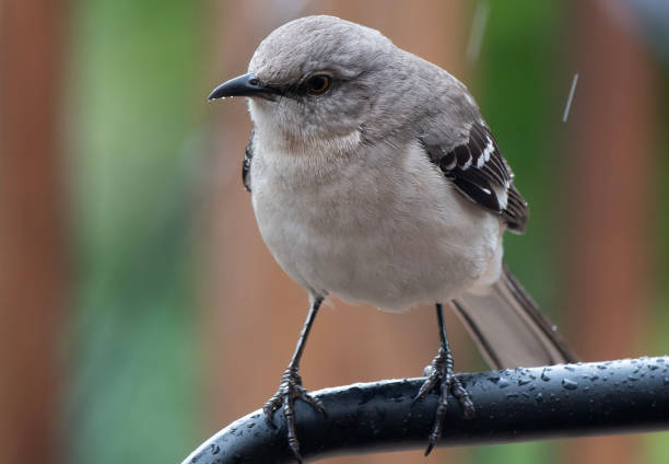 istock A Northern Mockingbird on the backyard deck 1487338878