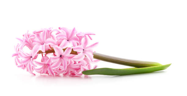 Gentle pink hyacinth.