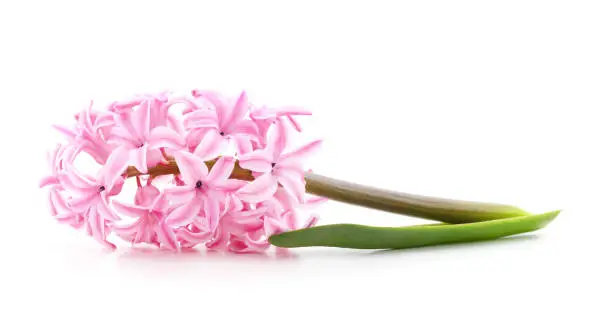 Photo of Gentle pink hyacinth.